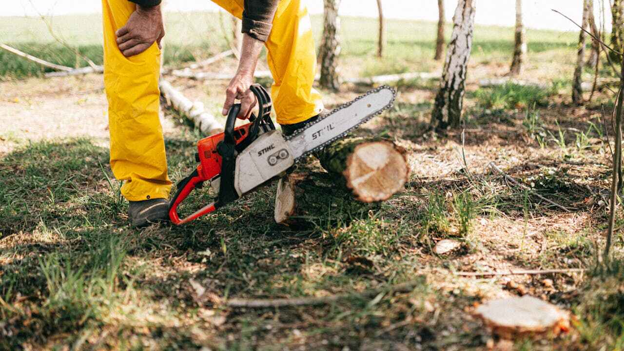 The Steps Involved in Our Tree Care Process in Alcoa, TN